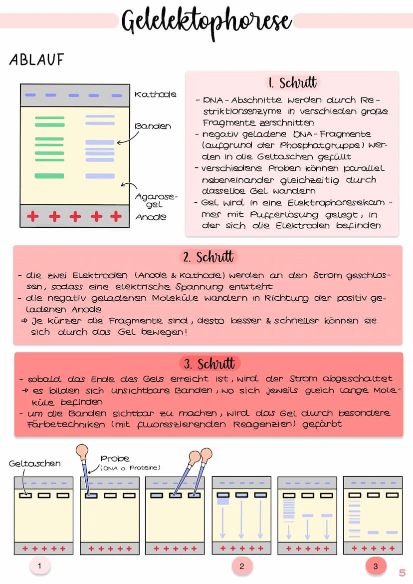 GENTECHNIK
Biologie
Klausur Genetik
1. Polymerase - Ketten- Reaktion (PCR) 15.1-2
2. Restriktionsenzyme IS. 3-4
3. Gelelektrophorese IS.5-6
