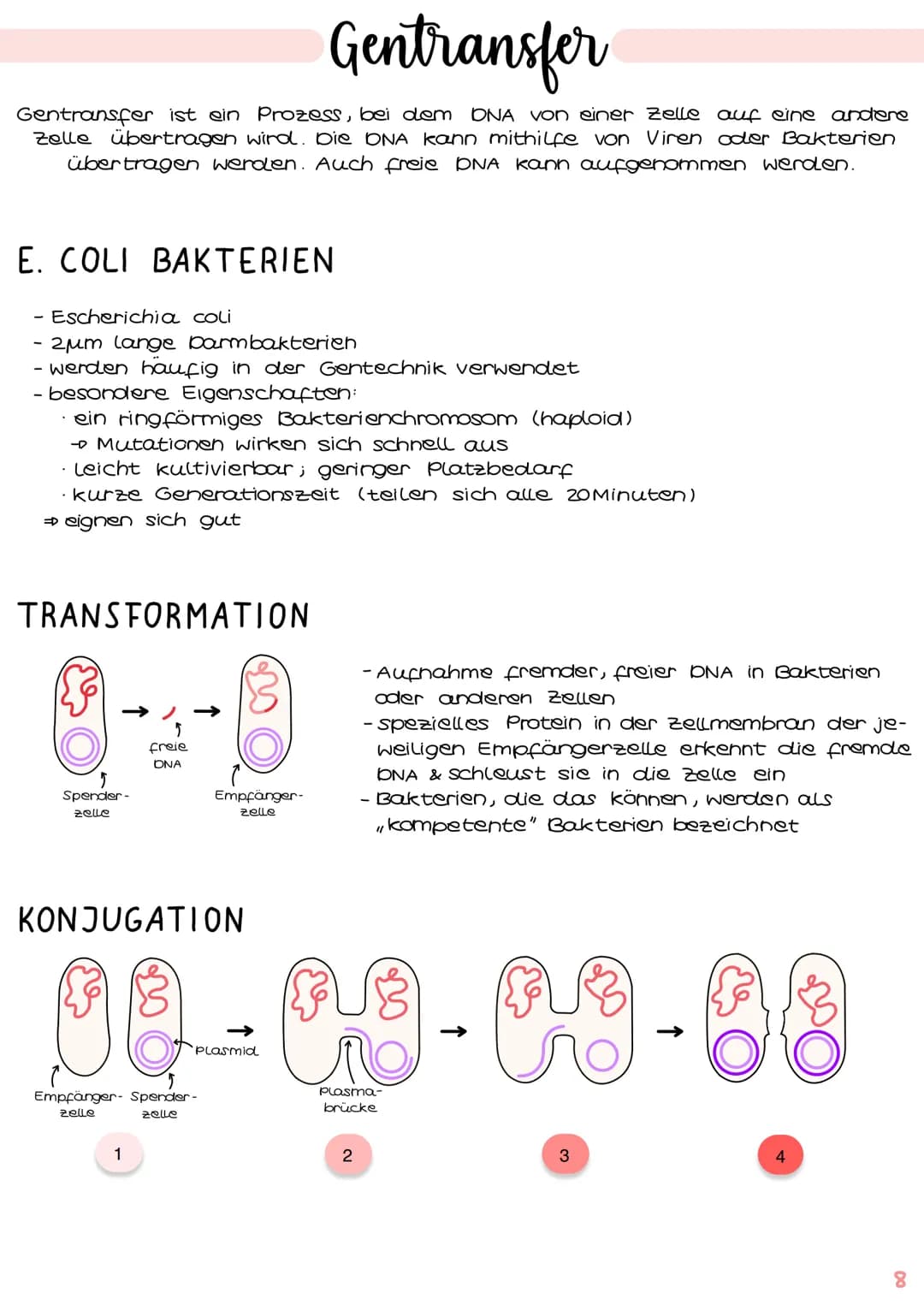 GENTECHNIK
Biologie
Klausur Genetik
1. Polymerase - Ketten- Reaktion (PCR) 15.1-2
2. Restriktionsenzyme IS. 3-4
3. Gelelektrophorese IS.5-6
