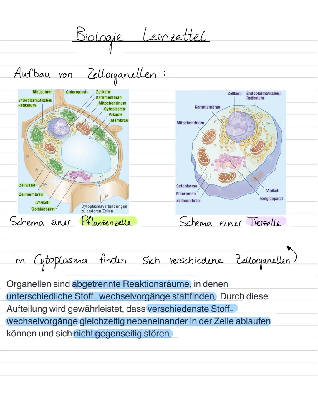 Aufbau von
Ribosomen
Endoplasmatisches
Retikulum
B
Zellwand
Zellmembran
my
ST
Vesikel
Golgiapparat
Biologie Leinzettel
Zellorganellen:
Chlor