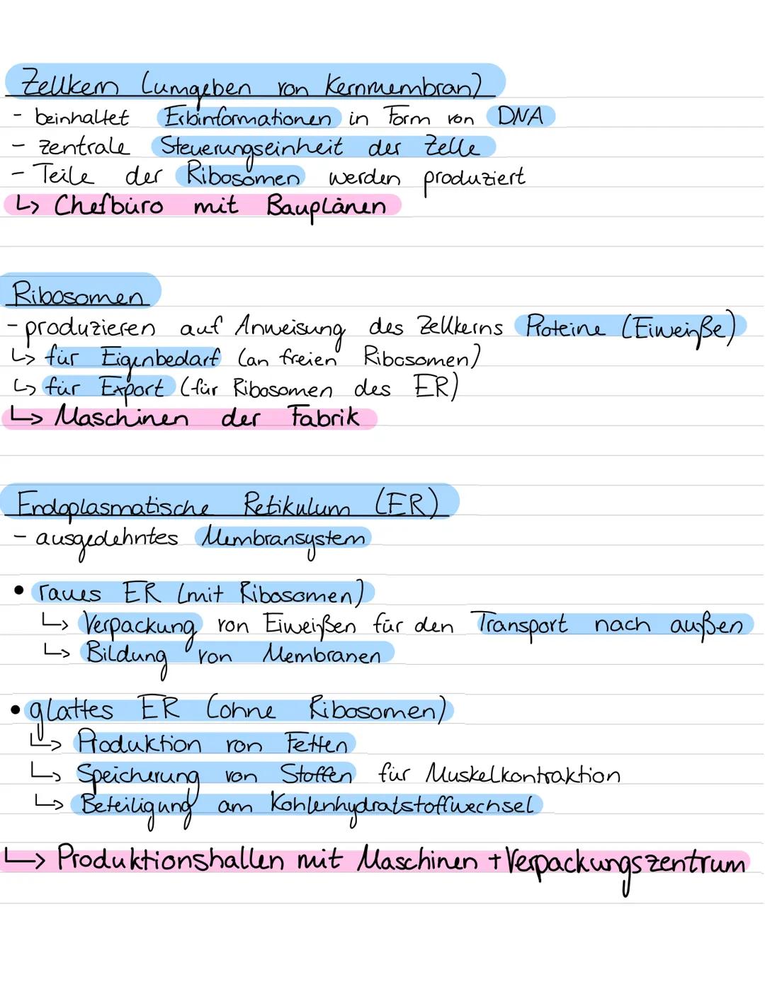 Aufbau von
Ribosomen
Endoplasmatisches
Retikulum
B
Zellwand
Zellmembran
my
ST
Vesikel
Golgiapparat
Biologie Leinzettel
Zellorganellen:
Chlor