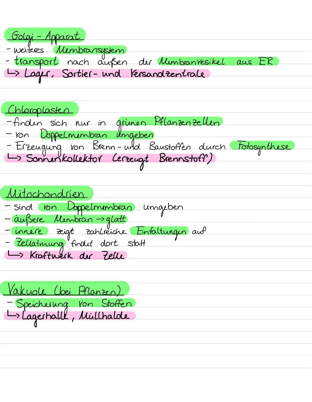 Aufbau von
Ribosomen
Endoplasmatisches
Retikulum
B
Zellwand
Zellmembran
my
ST
Vesikel
Golgiapparat
Biologie Leinzettel
Zellorganellen:
Chlor