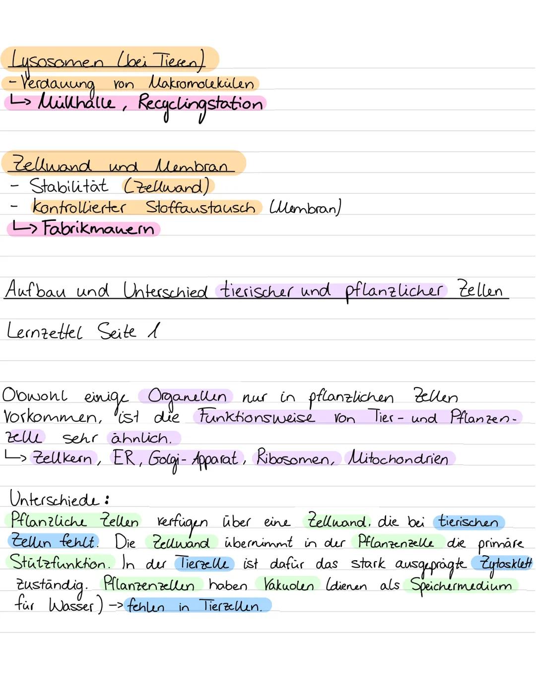 Aufbau von
Ribosomen
Endoplasmatisches
Retikulum
B
Zellwand
Zellmembran
my
ST
Vesikel
Golgiapparat
Biologie Leinzettel
Zellorganellen:
Chlor