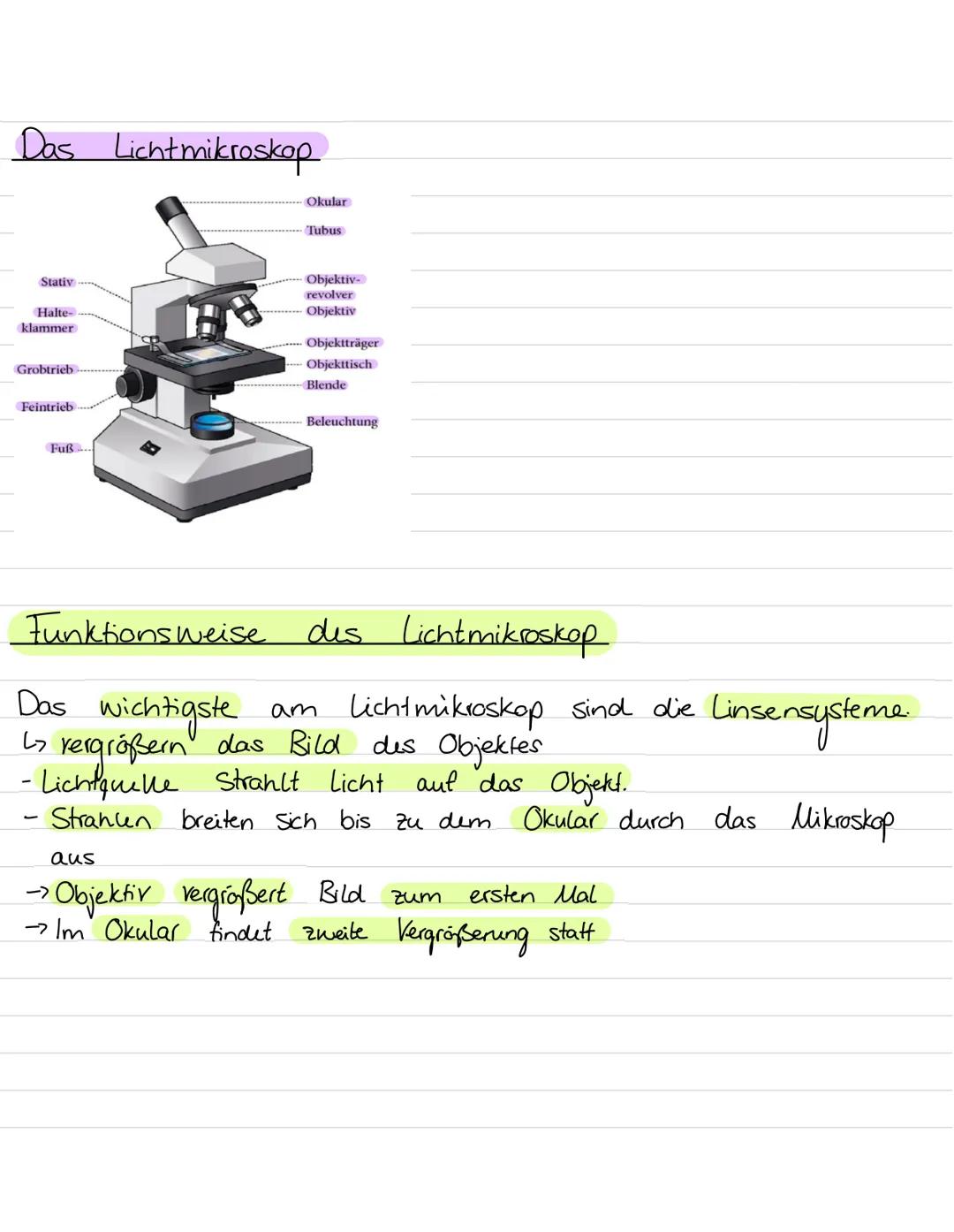 Aufbau von
Ribosomen
Endoplasmatisches
Retikulum
B
Zellwand
Zellmembran
my
ST
Vesikel
Golgiapparat
Biologie Leinzettel
Zellorganellen:
Chlor