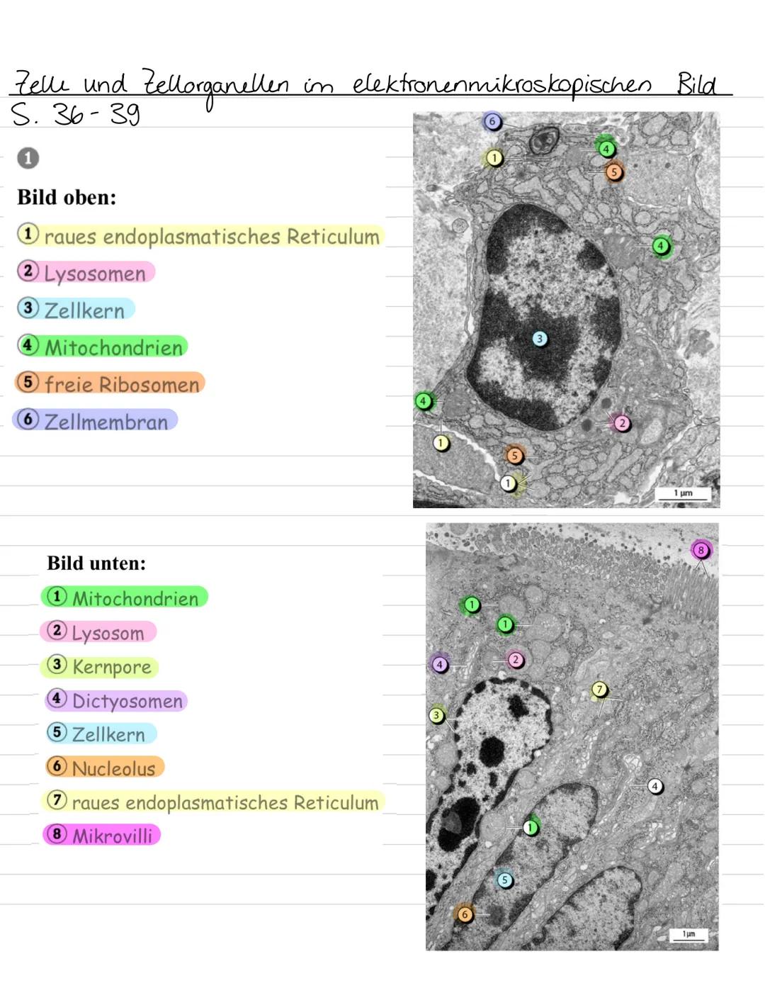 Aufbau von
Ribosomen
Endoplasmatisches
Retikulum
B
Zellwand
Zellmembran
my
ST
Vesikel
Golgiapparat
Biologie Leinzettel
Zellorganellen:
Chlor