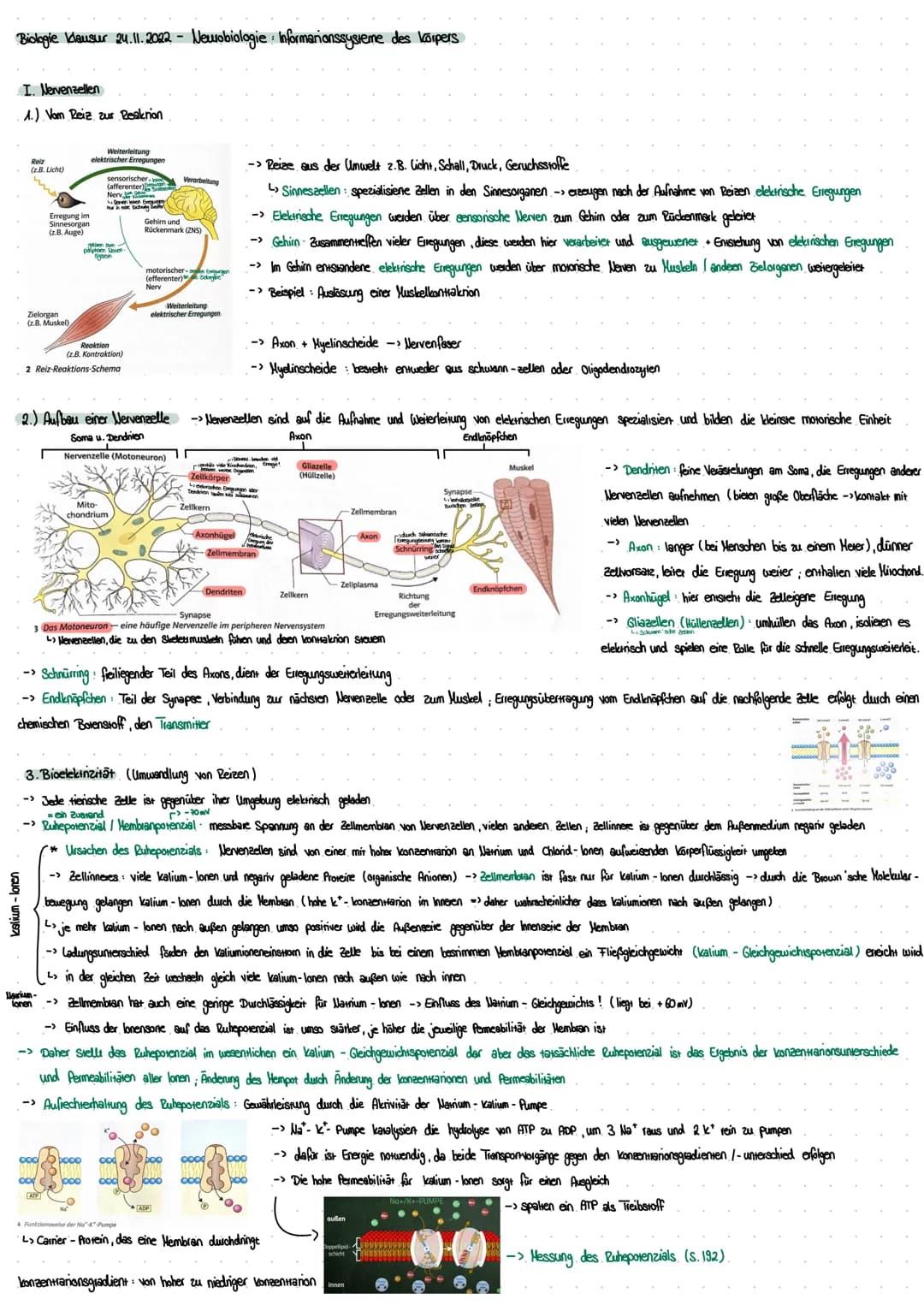 Biologie Klausur 24.11.2022 - Neurobiologie: Informationssysteme des Körpers
I. Nervenzellen
1.) Vom Reiz zur Reaktion
kalium-Ionen
Reiz
(z.