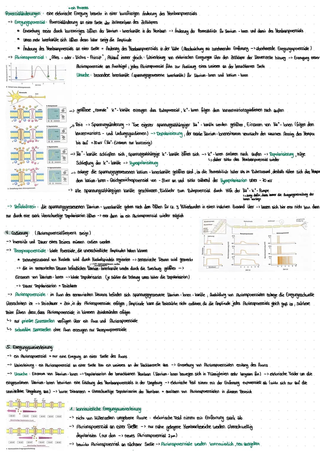 Biologie Klausur 24.11.2022 - Neurobiologie: Informationssysteme des Körpers
I. Nervenzellen
1.) Vom Reiz zur Reaktion
kalium-Ionen
Reiz
(z.
