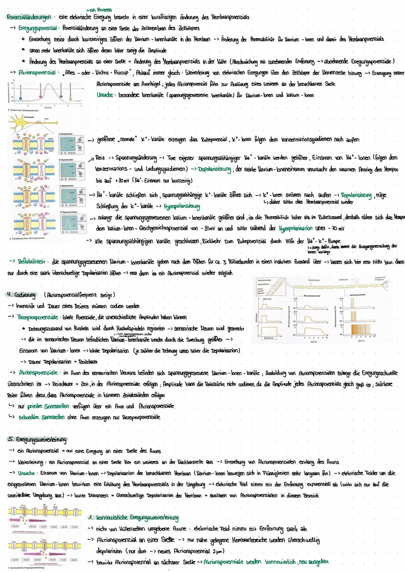 Biologie Klausur 24.11.2022 - Neurobiologie: Informationssysteme des Körpers
I. Nervenzellen
1.) Vom Reiz zur Reaktion
kalium-Ionen
Reiz
(z.