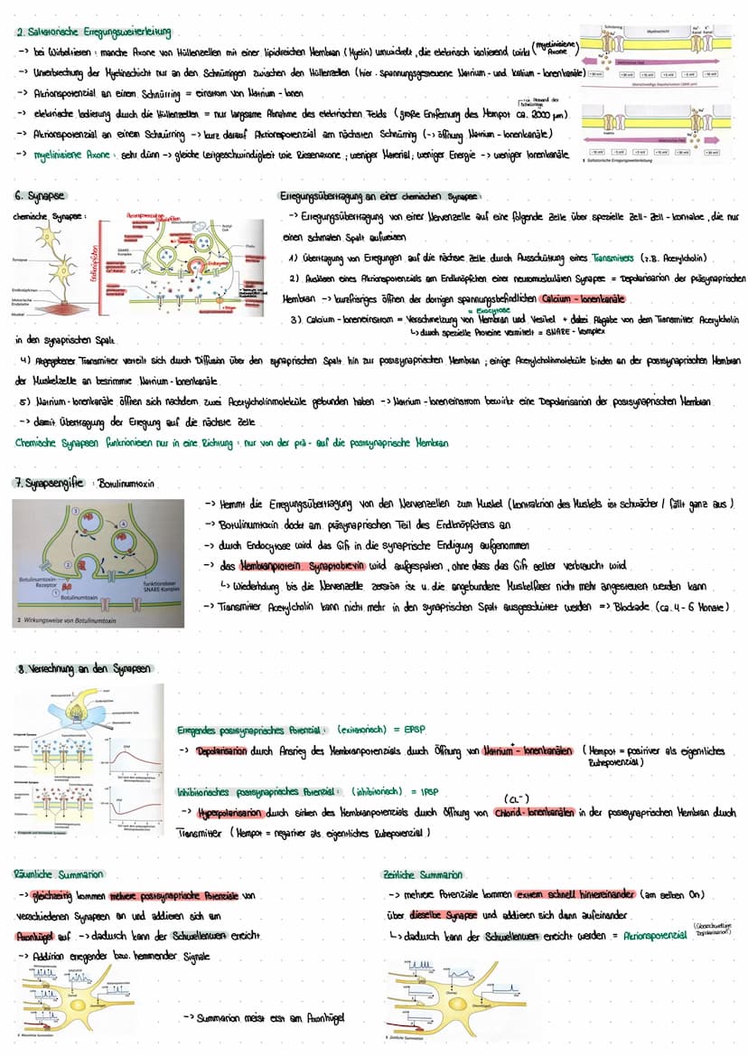 Biologie Klausur 24.11.2022 - Neurobiologie: Informationssysteme des Körpers
I. Nervenzellen
1.) Vom Reiz zur Reaktion
kalium-Ionen
Reiz
(z.