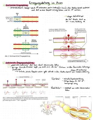 Know Erregungsleitung im Axon thumbnail