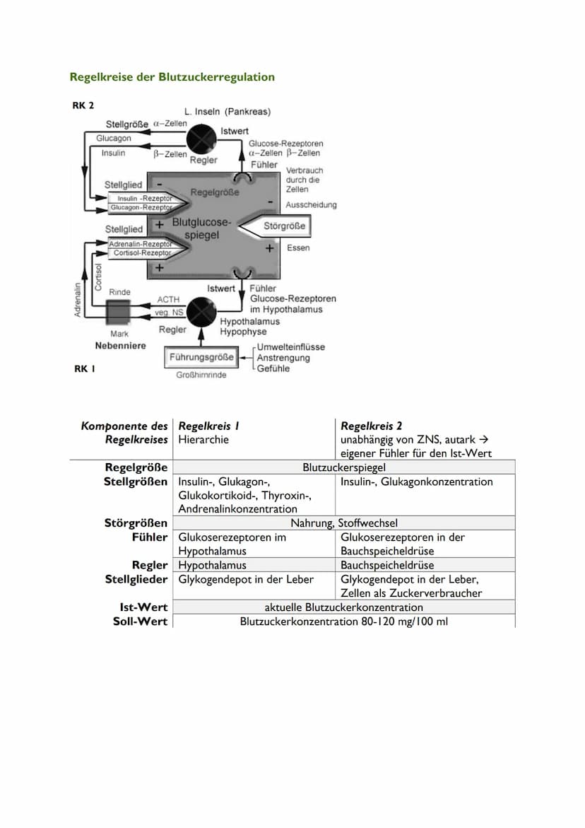 Hormone sind Signal- und Botenstoffe, welche wie das Nerven- und Immunsystem
die Kommunikation zwischen den Zellen und Organen ermöglichen u