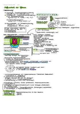 Know Ablauf der Fotosynthese und Chemosynthese thumbnail