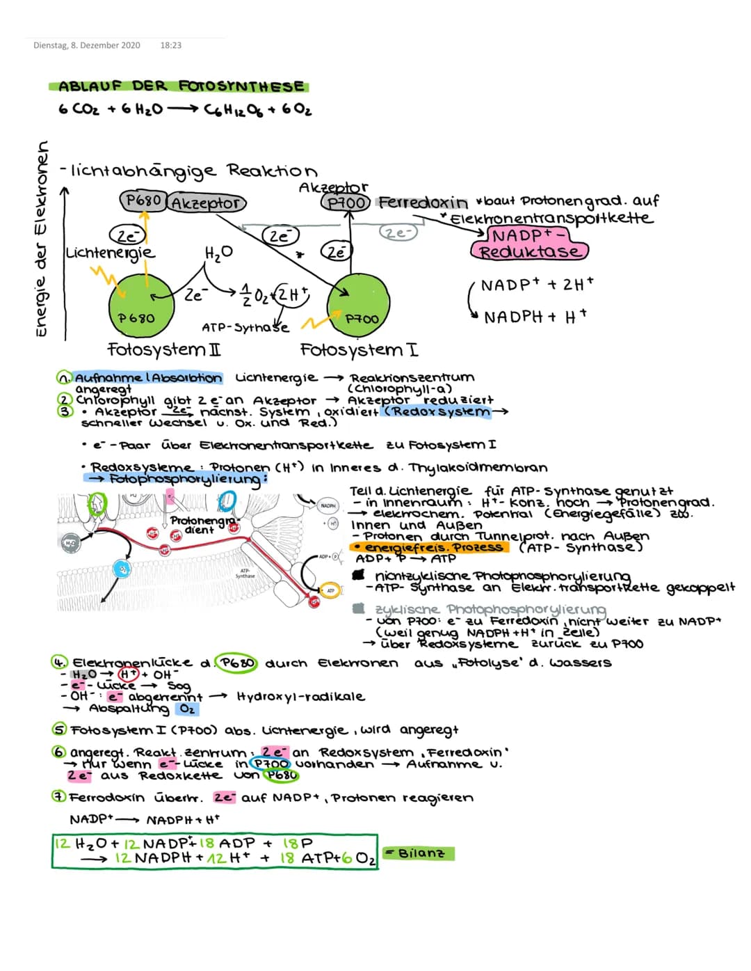 Dienstag, 8. Dezember 2020 15:46
stoffwechsel der pflance
(Zellatmung)
1. Glykolyse -
Glucose (C6) 2 Pyruvat
Substratphosphorylierung
2. Cit