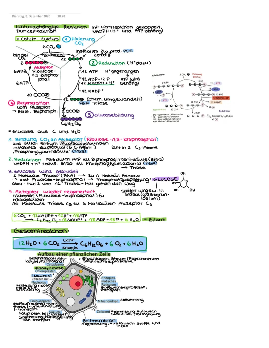 Dienstag, 8. Dezember 2020 15:46
stoffwechsel der pflance
(Zellatmung)
1. Glykolyse -
Glucose (C6) 2 Pyruvat
Substratphosphorylierung
2. Cit