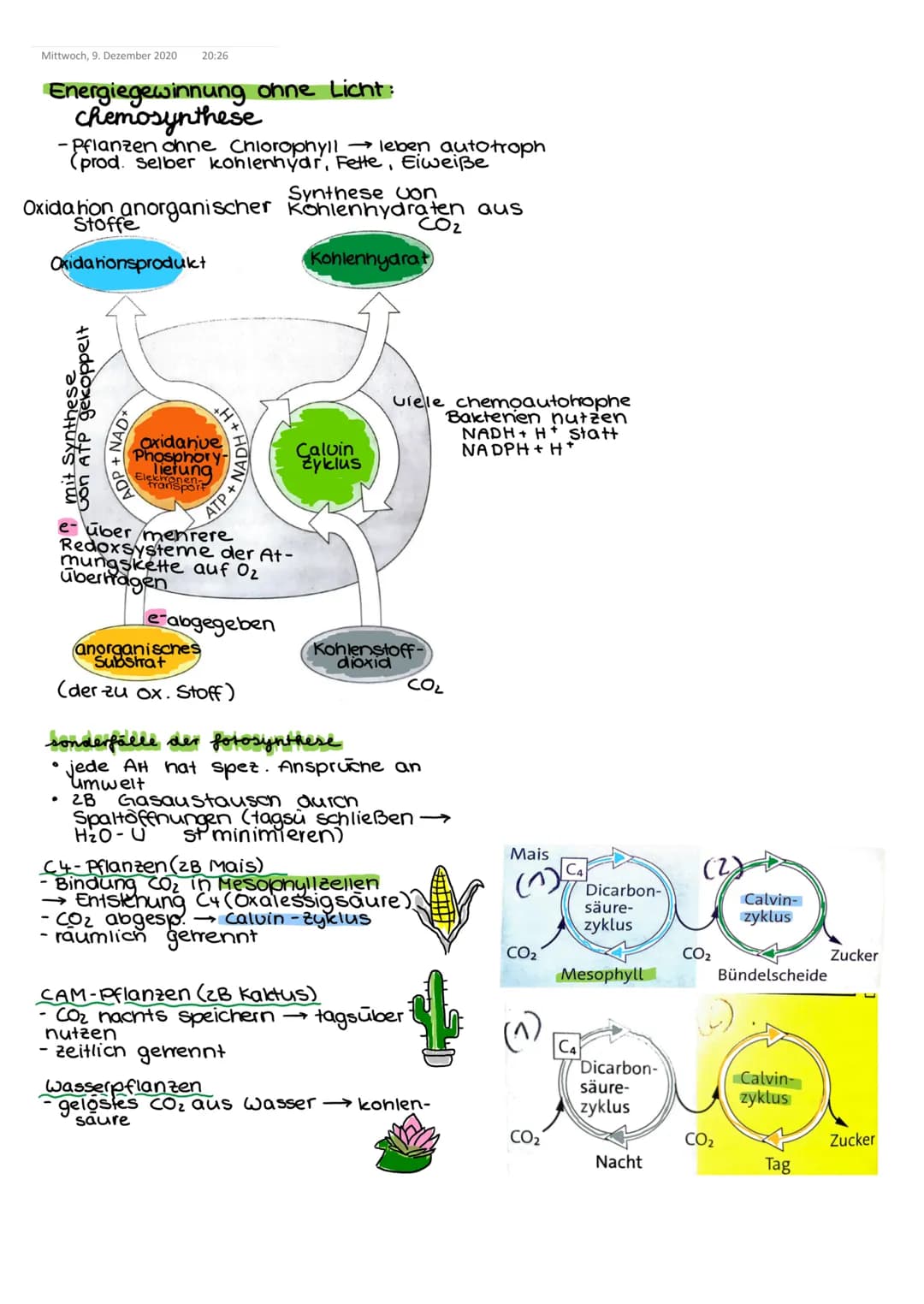 Dienstag, 8. Dezember 2020 15:46
stoffwechsel der pflance
(Zellatmung)
1. Glykolyse -
Glucose (C6) 2 Pyruvat
Substratphosphorylierung
2. Cit