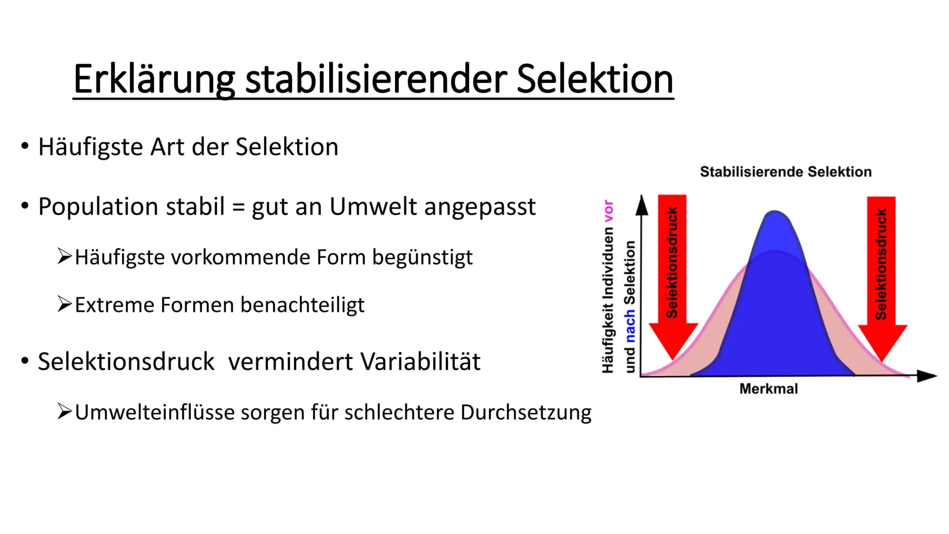 Stabilisierende Selektion
• Selektion = natürliche Auslese
Wichtiger Aspekt der Evolution
Häufigkeit von weniger tauglichen Individuen einer