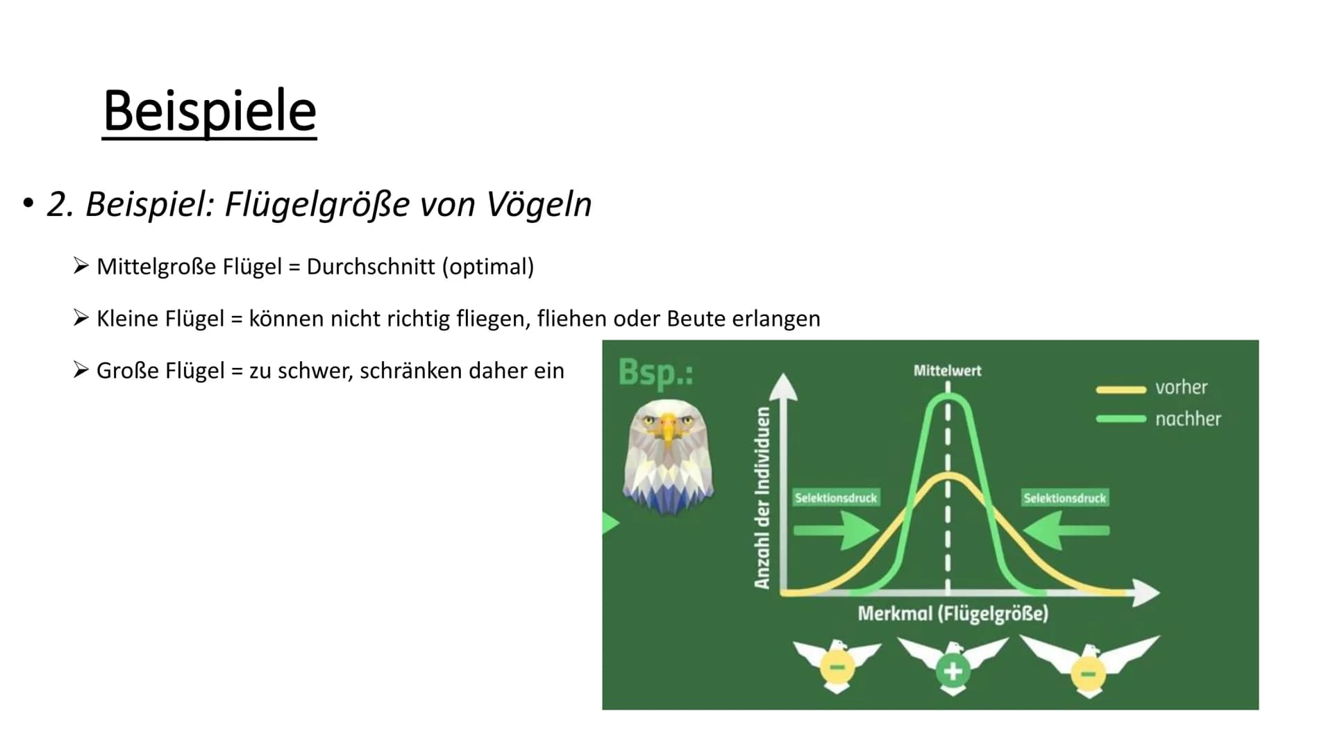 Stabilisierende Selektion
• Selektion = natürliche Auslese
Wichtiger Aspekt der Evolution
Häufigkeit von weniger tauglichen Individuen einer