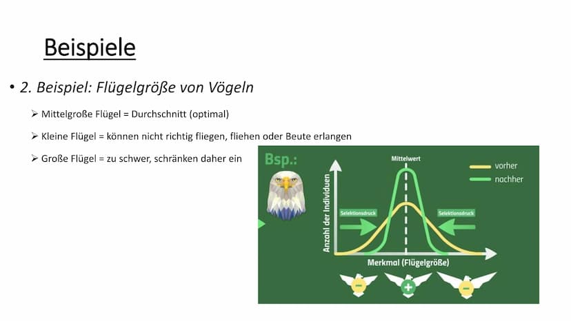 Stabilisierende Selektion
• Selektion = natürliche Auslese
Wichtiger Aspekt der Evolution
Häufigkeit von weniger tauglichen Individuen einer