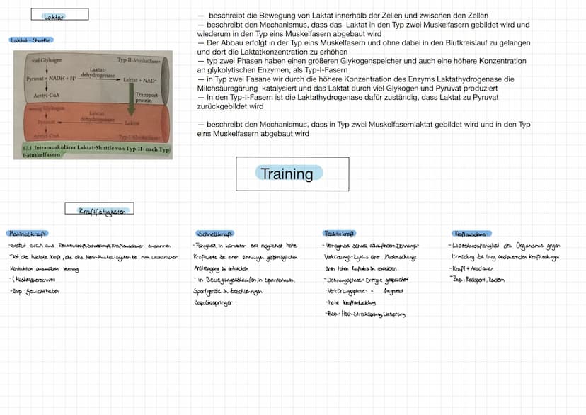 Körperliche Anpassung durch
ein sportliches Training
↓
Alter
↓
Endogene Faktoren
↓
Geschlecht
Trainingszustand
Körperliche Anpassung
↑ ↑ ↑
E