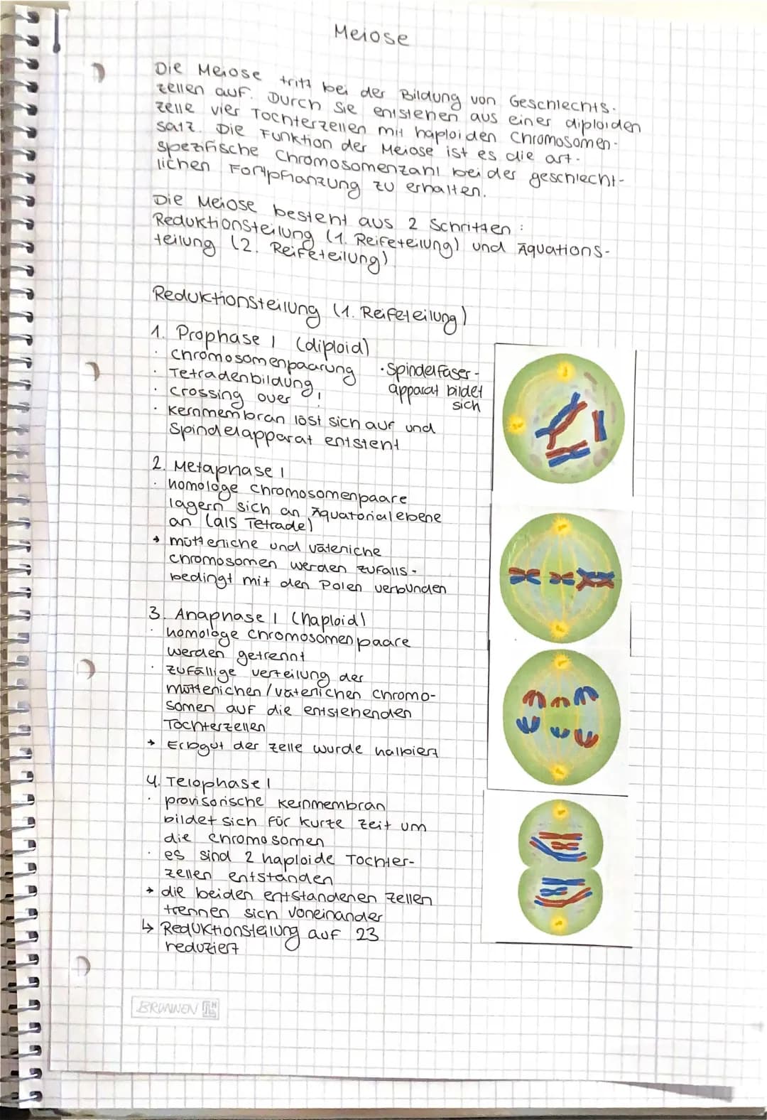 Meiose
