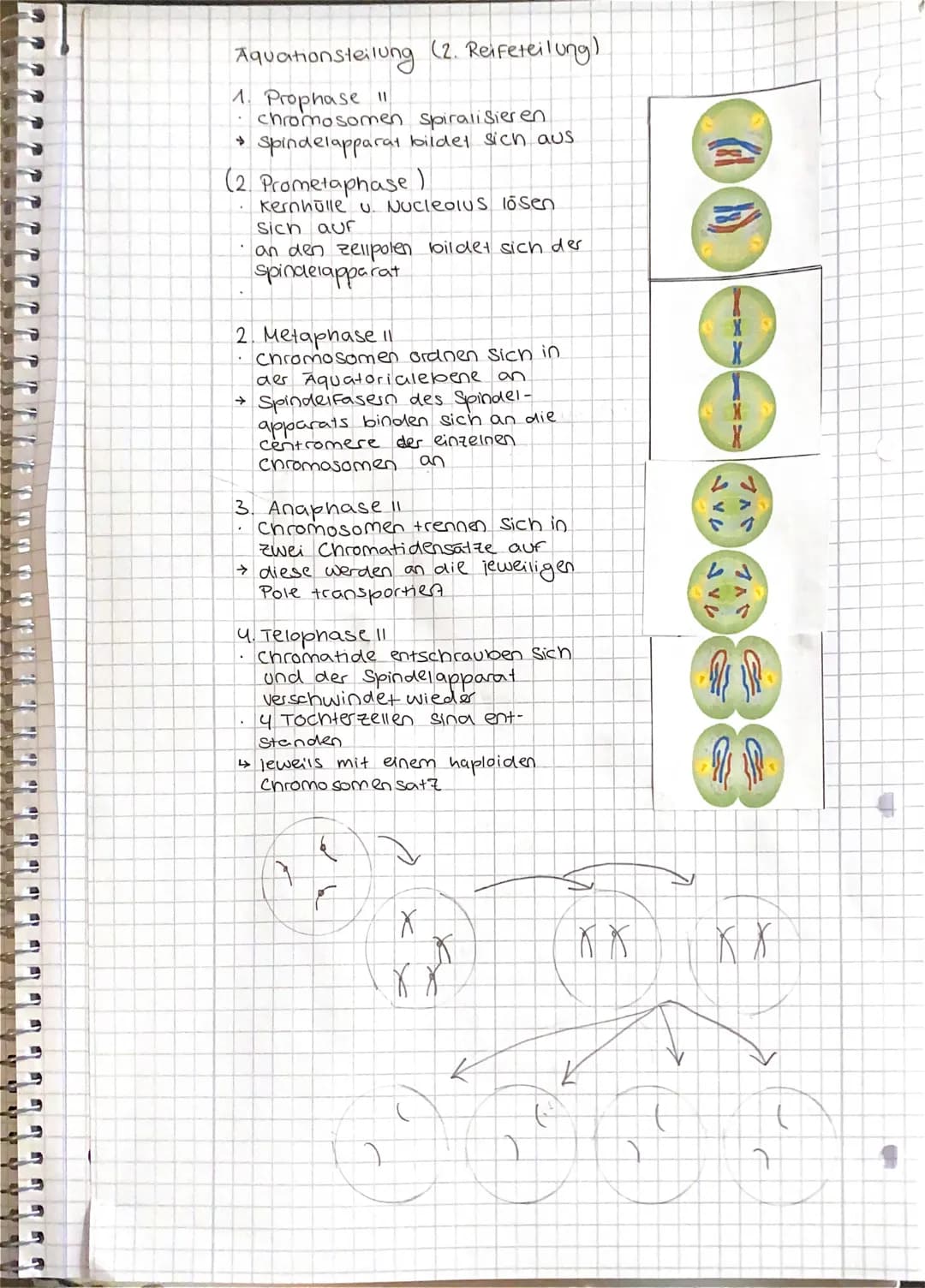 J
D
Die Meiose
zellen auf. Durch Sie entstehen aus einer diploiden
tritt bei der Bildung von Geschlechts.
zelle vier Tochterzellen mit haplo