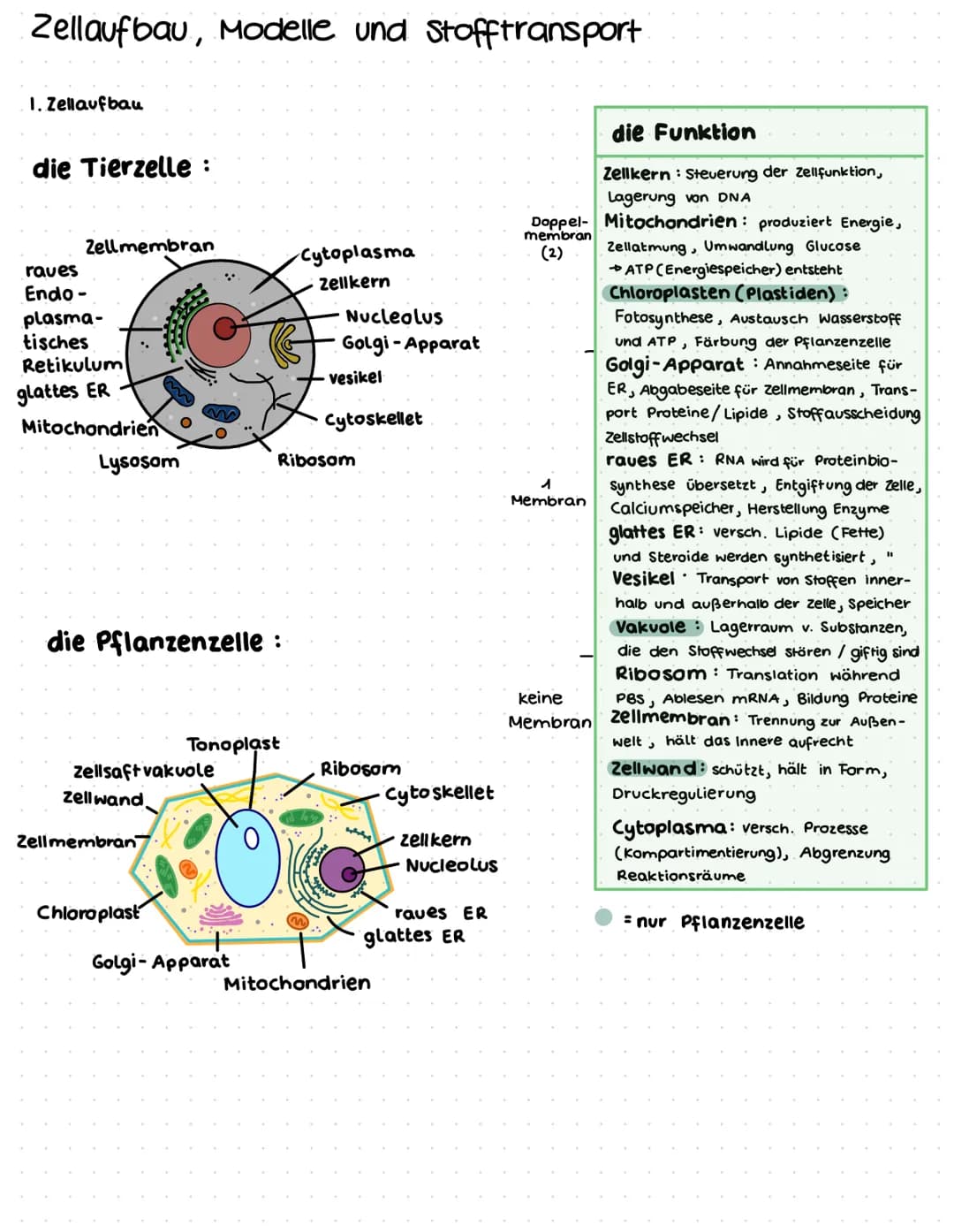 Zellaufbau, Modelle und Stofftransport
I. Zellaufbau
die Tierzelle:
Zellmembran
raves
Endo-
plasma-
tisches
Retikulum
glattes ER
Mitochondri