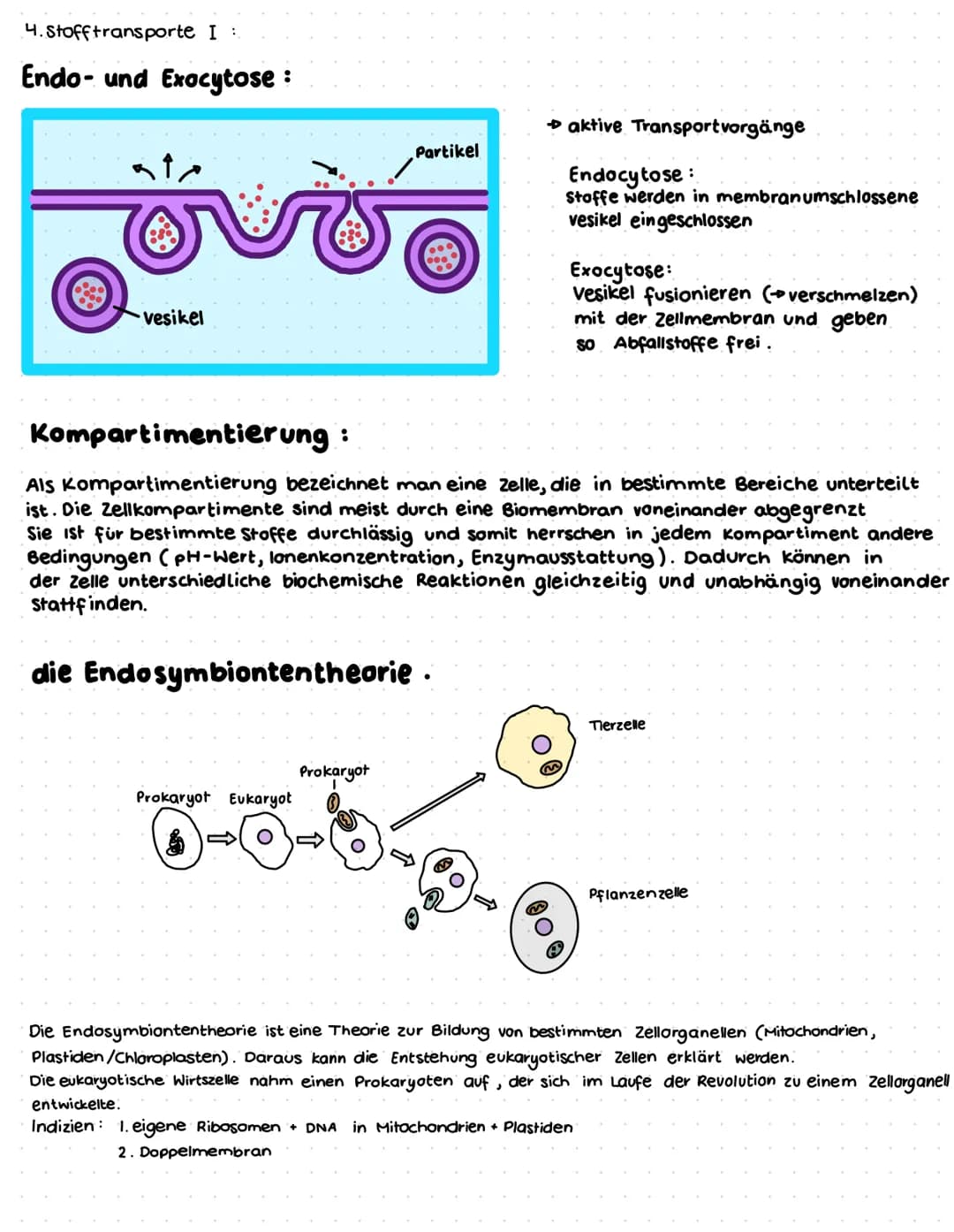 Zellaufbau, Modelle und Stofftransport
I. Zellaufbau
die Tierzelle:
Zellmembran
raves
Endo-
plasma-
tisches
Retikulum
glattes ER
Mitochondri