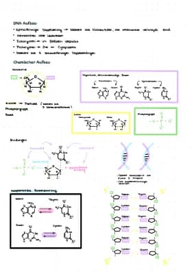 Know DNA Aufbau thumbnail