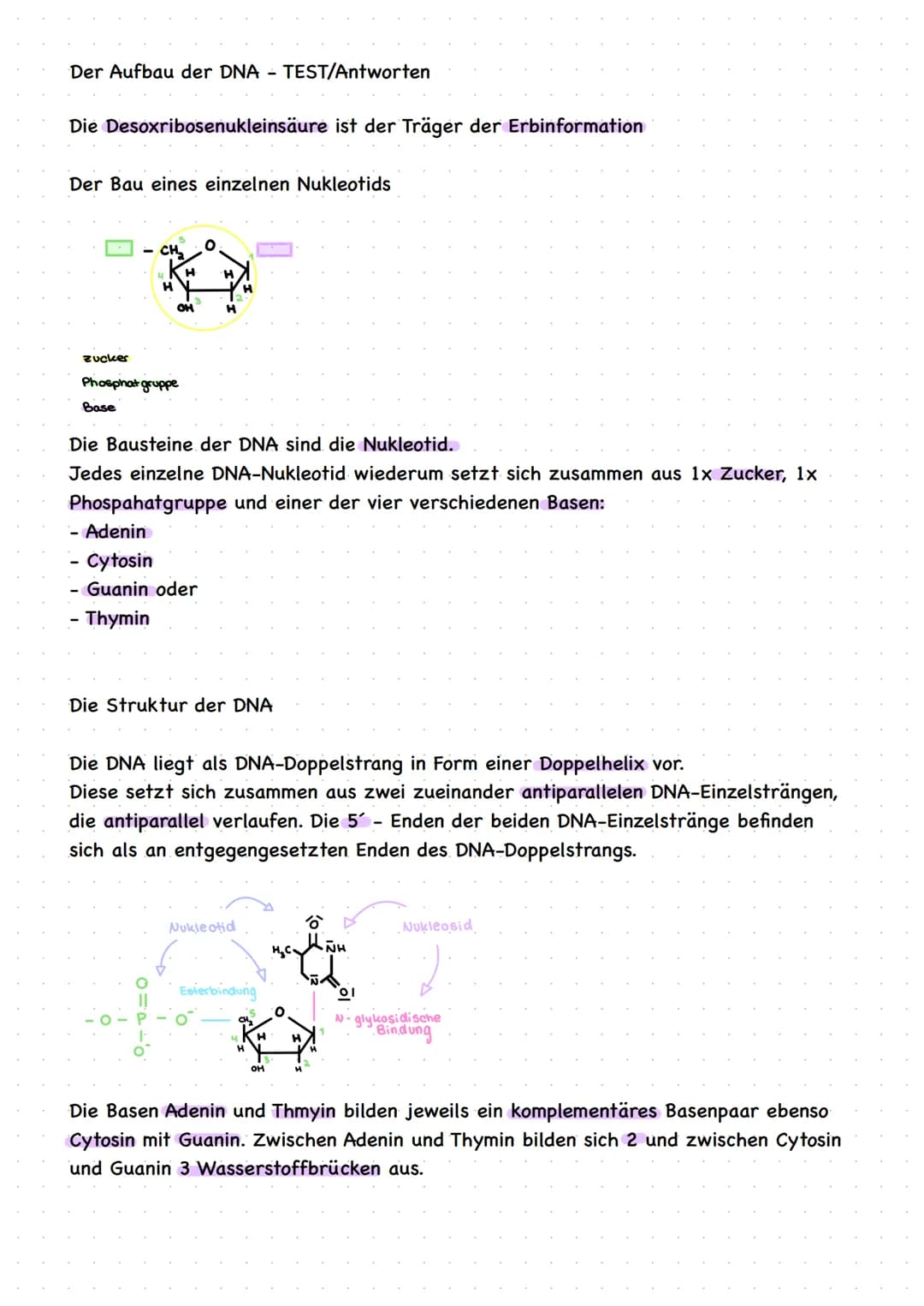 DNA Aufbau
Spiralescmiger Doppelstrong. → besteht aus Nukleotiden, die miteinander verknüpft. Sind
● Kennzeichen aller Lebewesen
●
• Eukaryo