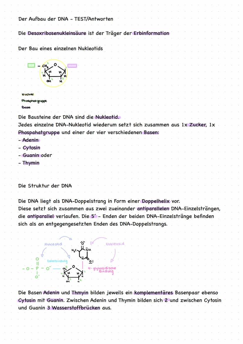 DNA Aufbau
Spiralescmiger Doppelstrong. → besteht aus Nukleotiden, die miteinander verknüpft. Sind
● Kennzeichen aller Lebewesen
●
• Eukaryo