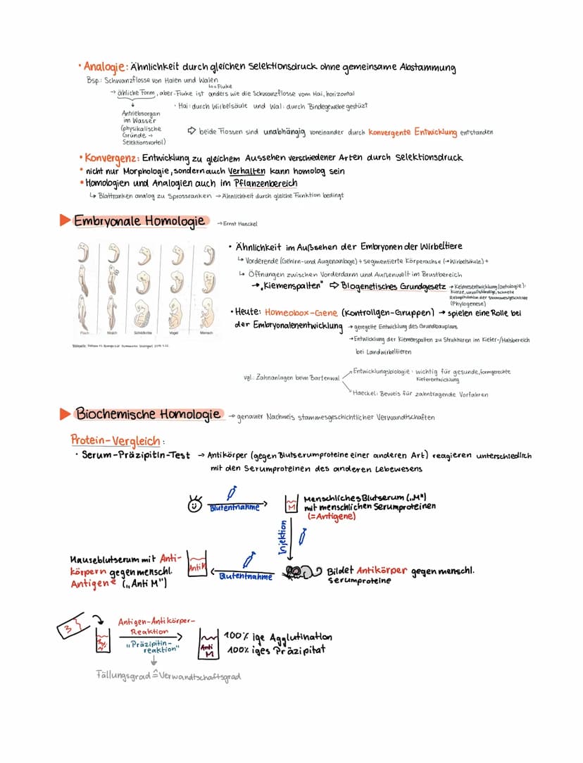 1. Kurzarbeit, Q12/1-Biologie (20.10.2021)
Vorwissen
Evolution Entwicklung"
Vielfalt des Lebens: Biodiversität
- heute vorkommend: rezente A
