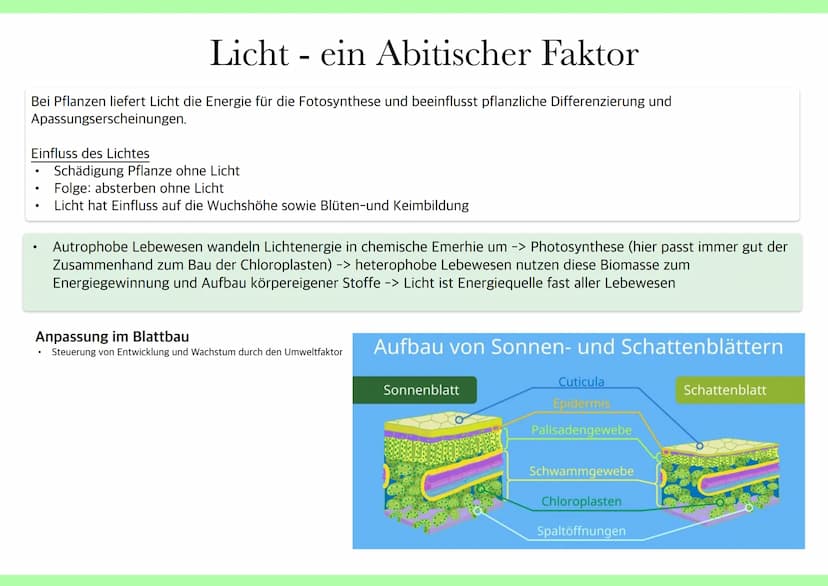 Ökologie
Kete han Abiotische Umweltfaktoren
●
Umweltfaktoren
alle Faktoren, welche unbelebt sind und
Lebewesen beeinflussen z.B Licht,
Tempe