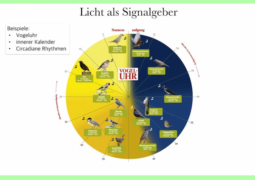 Ökologie
Kete han Abiotische Umweltfaktoren
●
Umweltfaktoren
alle Faktoren, welche unbelebt sind und
Lebewesen beeinflussen z.B Licht,
Tempe