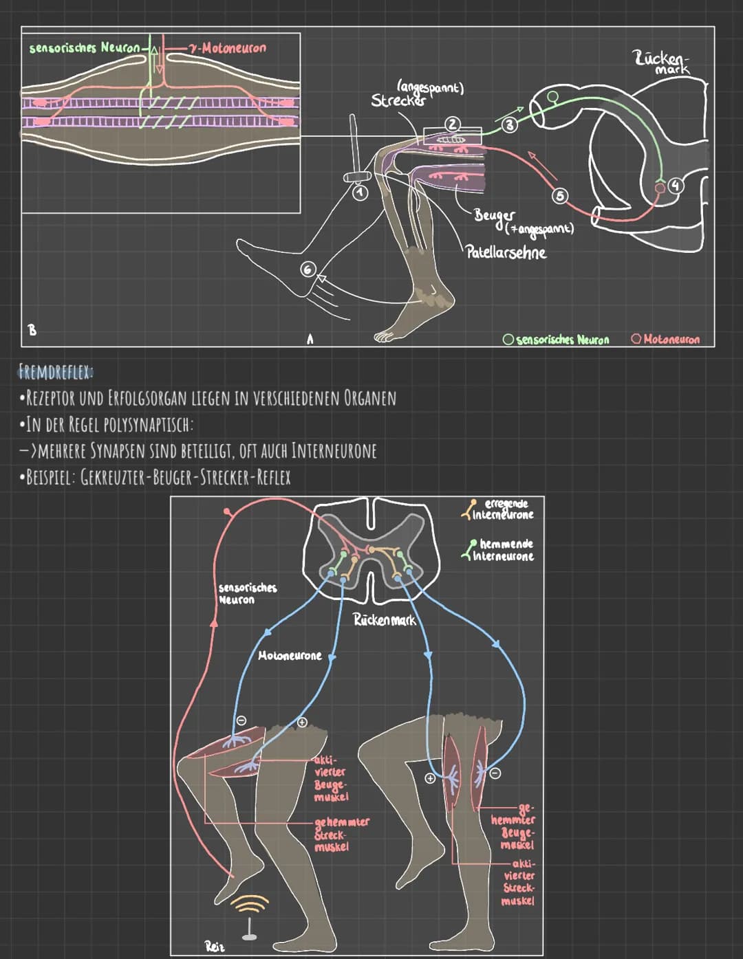 Reflexe
REFLEXE SIND ÜBER WENIGE NERVENZELLEN VERMITTELTE, SCHNELLE REAKTIONEN EINES ORGANISMUS AUF EINEN BESTIMMTEN REIZ.
EIN REFLEX LÄUFT 