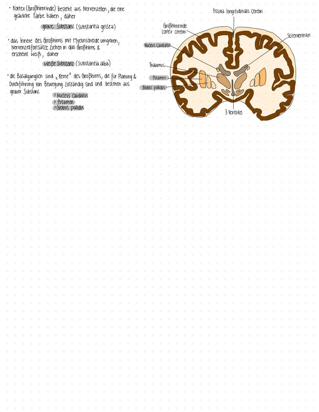 GEHIRN
• Das Gehirn besteht aus 2 Großhirnhemisphären, die durch das Corpus callosum verbunden sind
wird auch Encephalon genannt: Gesamtheit