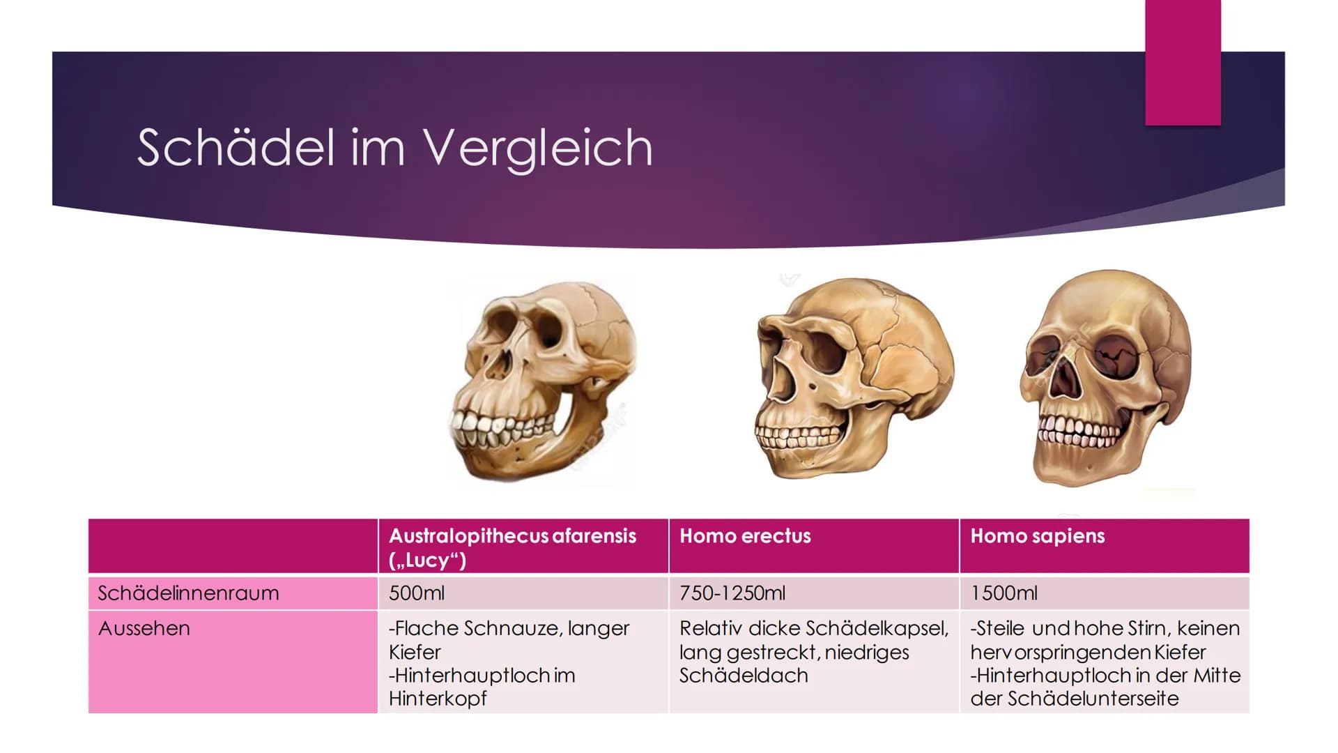Die Evolution des
Menschen Inhaltsverzeichnis
Die Familie der Menschenaffen
Vergleich der Genetik
Lucy als Brückentier
Entstehung des aufrec