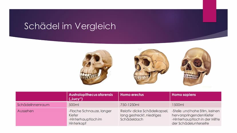 Die Evolution des
Menschen Inhaltsverzeichnis
Die Familie der Menschenaffen
Vergleich der Genetik
Lucy als Brückentier
Entstehung des aufrec