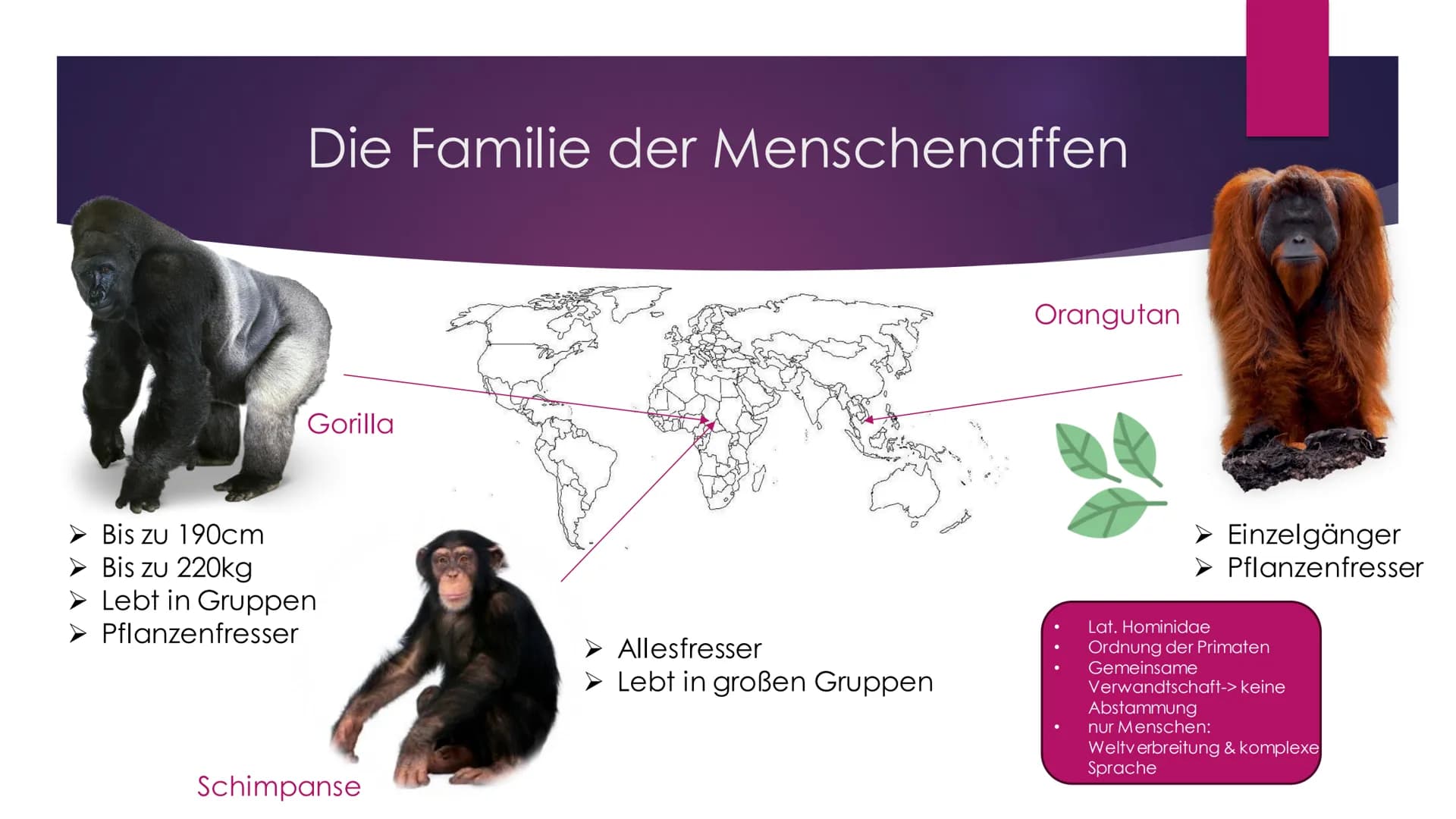 Die Evolution des
Menschen Inhaltsverzeichnis
Die Familie der Menschenaffen
Vergleich der Genetik
Lucy als Brückentier
Entstehung des aufrec