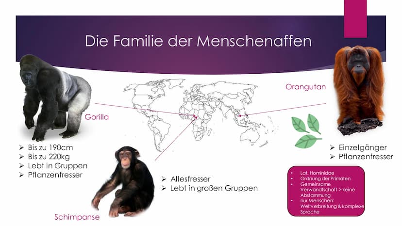 Die Evolution des
Menschen Inhaltsverzeichnis
Die Familie der Menschenaffen
Vergleich der Genetik
Lucy als Brückentier
Entstehung des aufrec