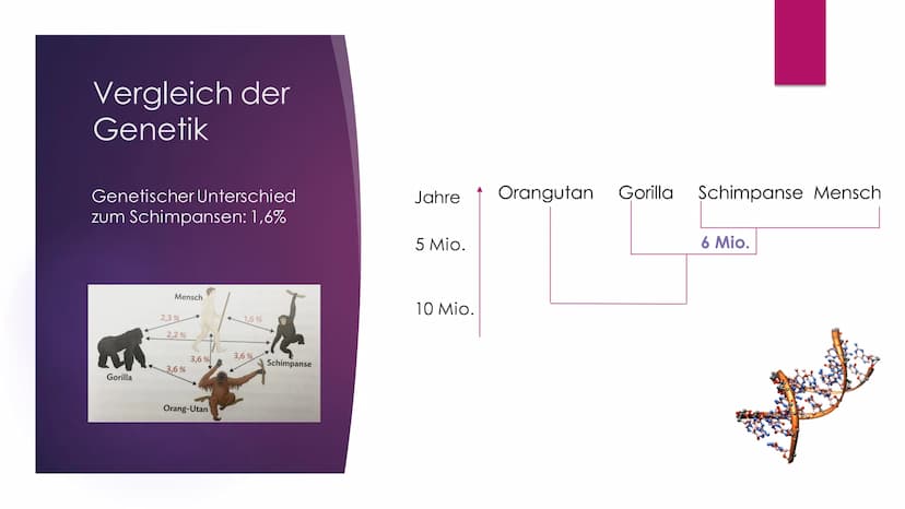 Die Evolution des
Menschen Inhaltsverzeichnis
Die Familie der Menschenaffen
Vergleich der Genetik
Lucy als Brückentier
Entstehung des aufrec