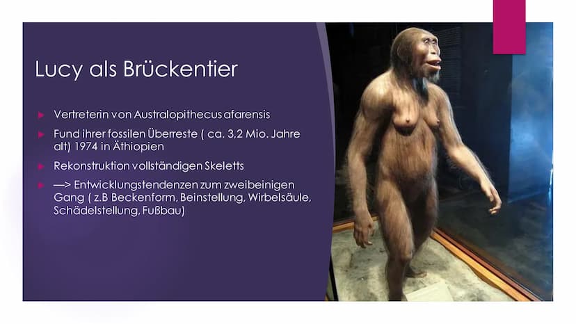 Die Evolution des
Menschen Inhaltsverzeichnis
Die Familie der Menschenaffen
Vergleich der Genetik
Lucy als Brückentier
Entstehung des aufrec