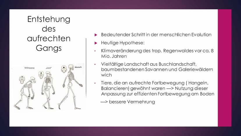 Die Evolution des
Menschen Inhaltsverzeichnis
Die Familie der Menschenaffen
Vergleich der Genetik
Lucy als Brückentier
Entstehung des aufrec