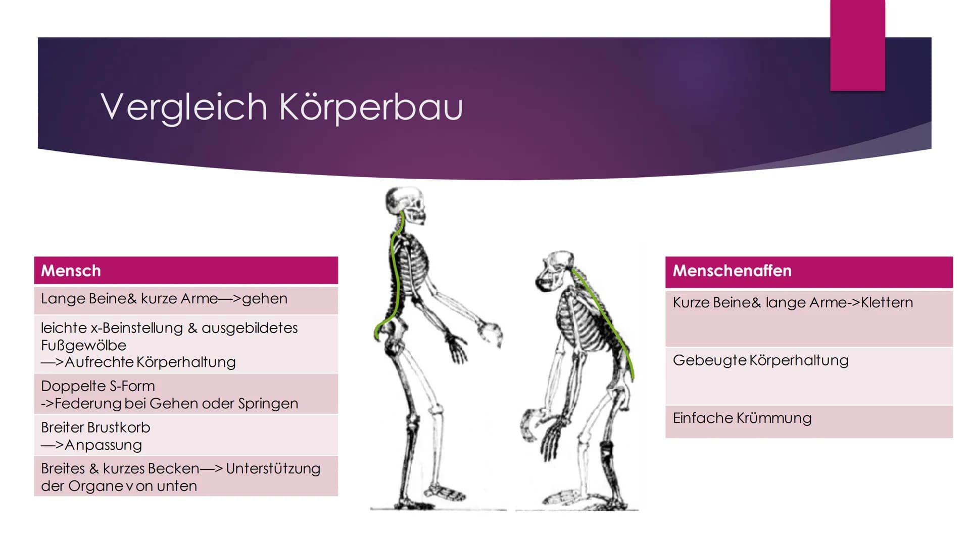 Die Evolution des
Menschen Inhaltsverzeichnis
Die Familie der Menschenaffen
Vergleich der Genetik
Lucy als Brückentier
Entstehung des aufrec