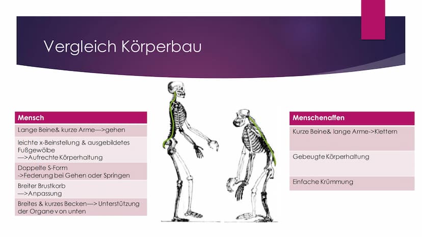 Die Evolution des
Menschen Inhaltsverzeichnis
Die Familie der Menschenaffen
Vergleich der Genetik
Lucy als Brückentier
Entstehung des aufrec