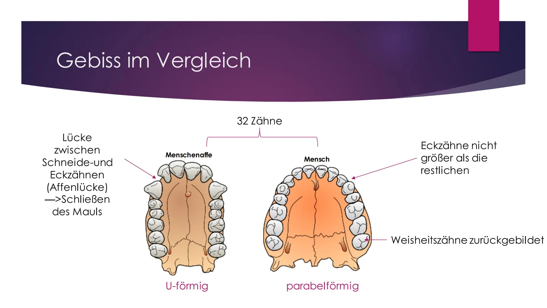 Die Evolution des
Menschen Inhaltsverzeichnis
Die Familie der Menschenaffen
Vergleich der Genetik
Lucy als Brückentier
Entstehung des aufrec