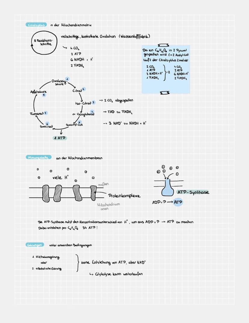 (C6H₁₂O6
Glykolyse im Zellplasma
spaltung
(2 Pyruvat
Cat₁₂06) wird aufgespalten in Pyruvat
2 ATP
Fructose-1,6-Biphosphat
ļ
Zellatmung
Glykol