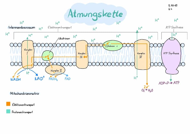 Know Atmungskette thumbnail