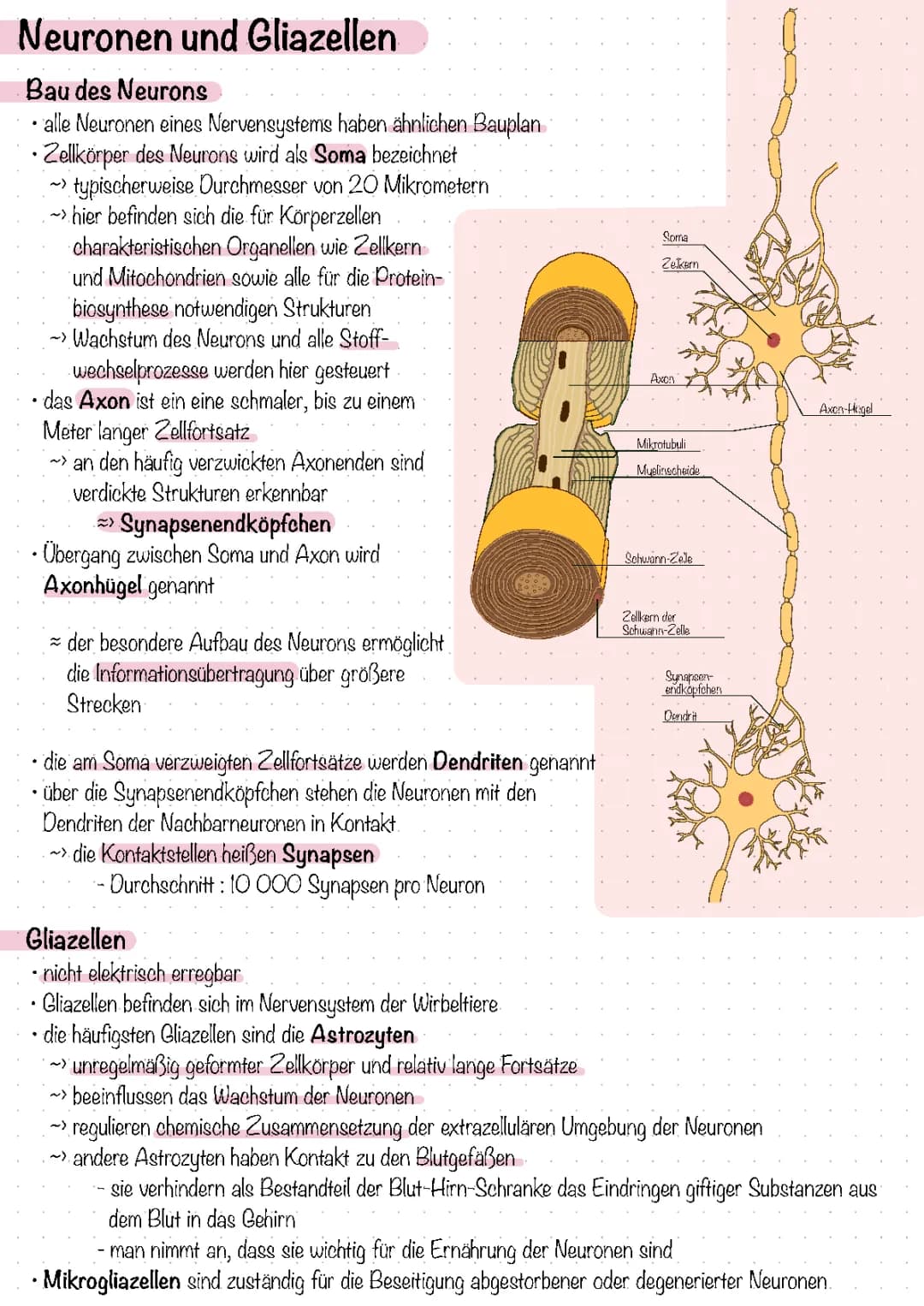 Neuronen und Gliazellen
