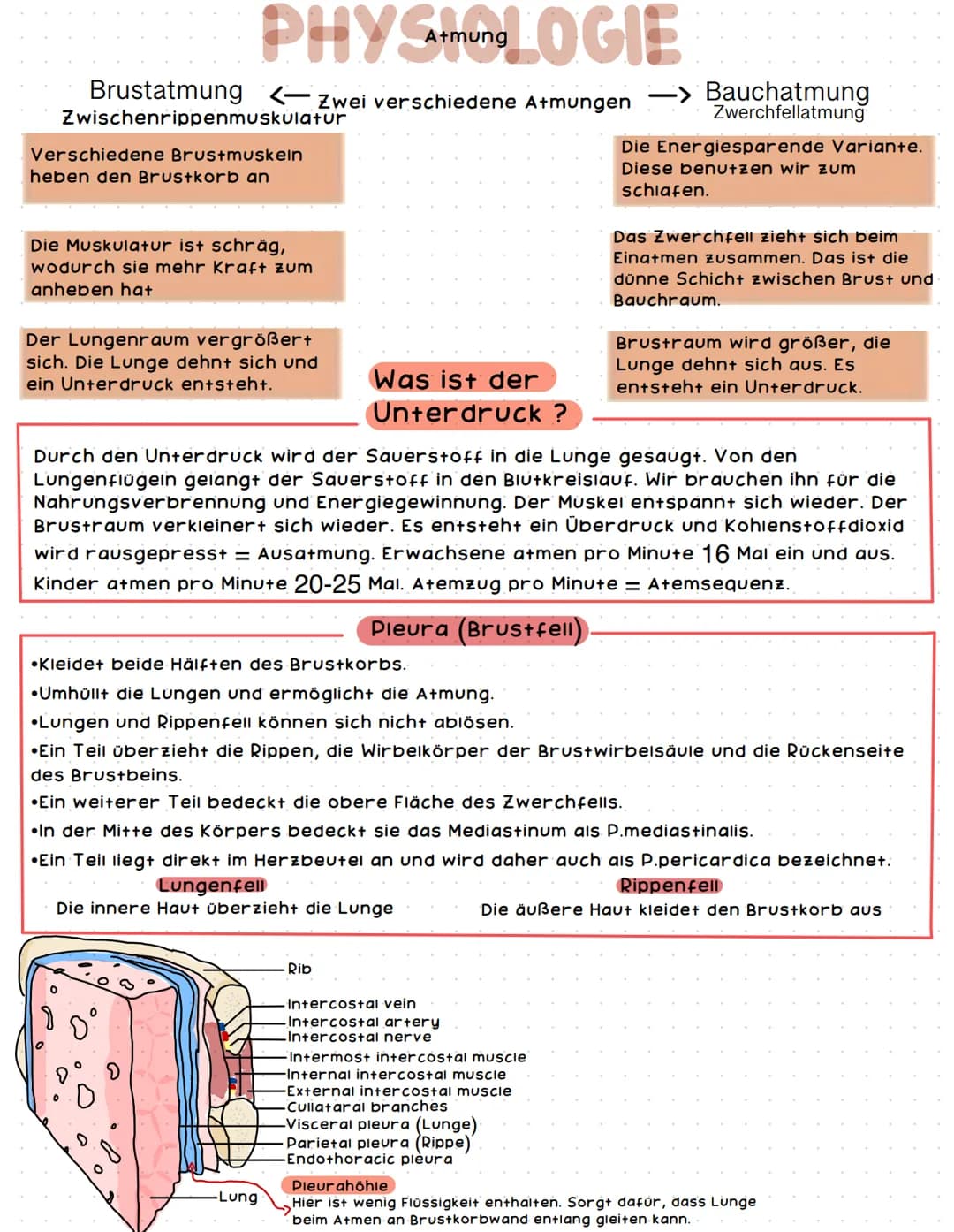 Bronchien
rechter Haupt-
bronchus
Segment-
bronchien
rechter
Oberlappen
rechter
Mittellappen
rechter
Unterlappen
AN Aremsystem E
Lunge
16666