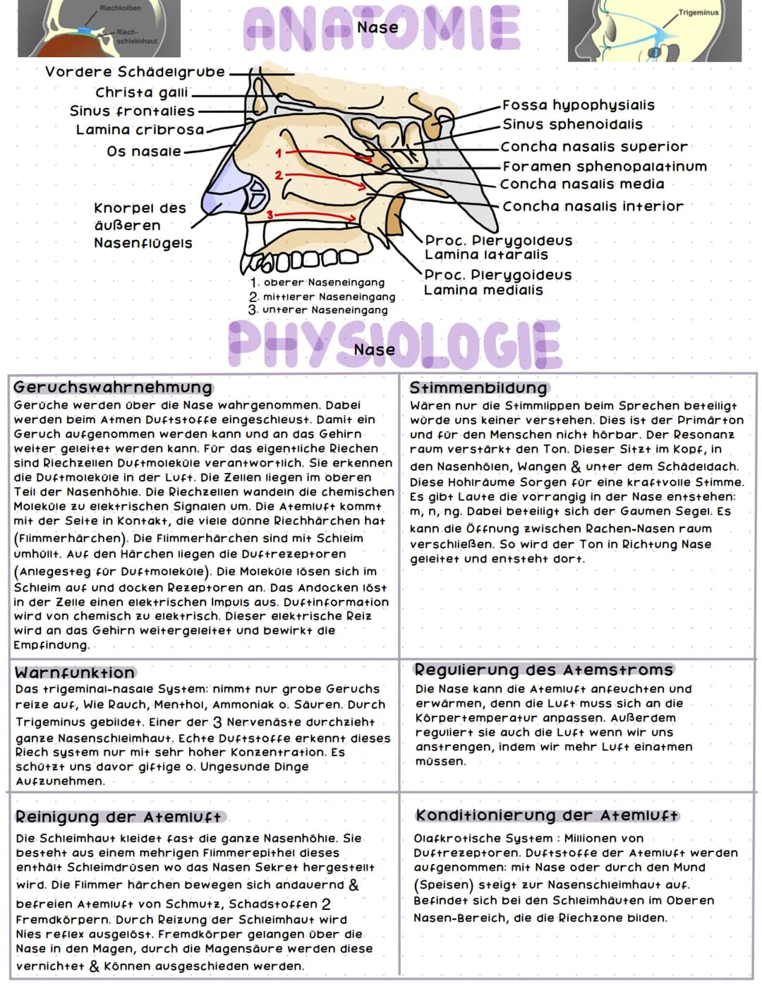 Bronchien
rechter Haupt-
bronchus
Segment-
bronchien
rechter
Oberlappen
rechter
Mittellappen
rechter
Unterlappen
AN Aremsystem E
Lunge
16666