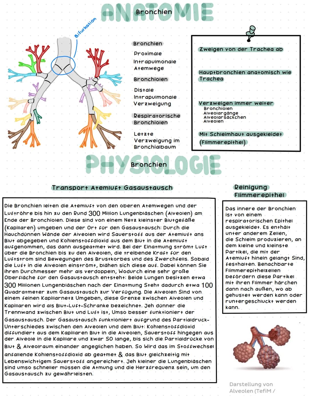 Bronchien
rechter Haupt-
bronchus
Segment-
bronchien
rechter
Oberlappen
rechter
Mittellappen
rechter
Unterlappen
AN Aremsystem E
Lunge
16666